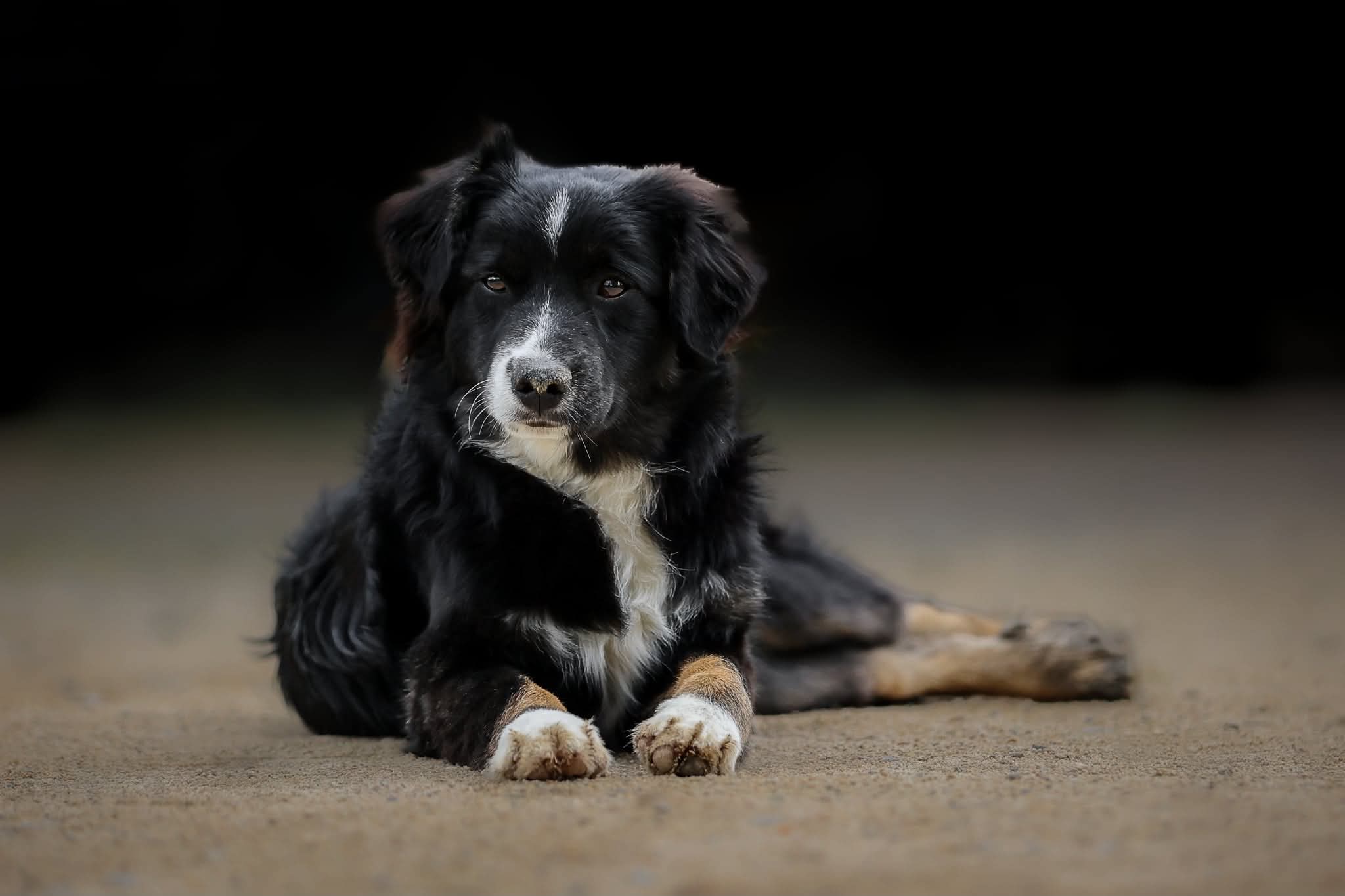 Comparaison BAM et Border Collie