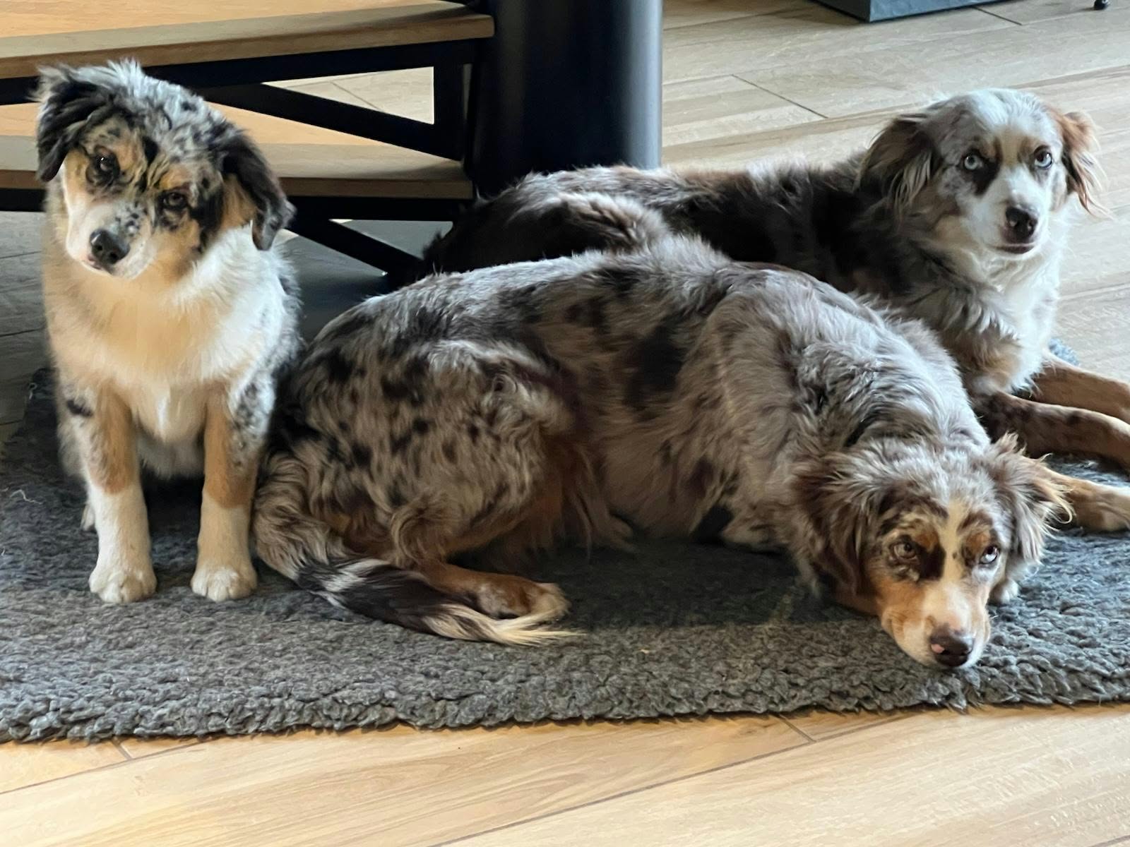 Chiot en extérieur Élevage des Prairies d'Iloa