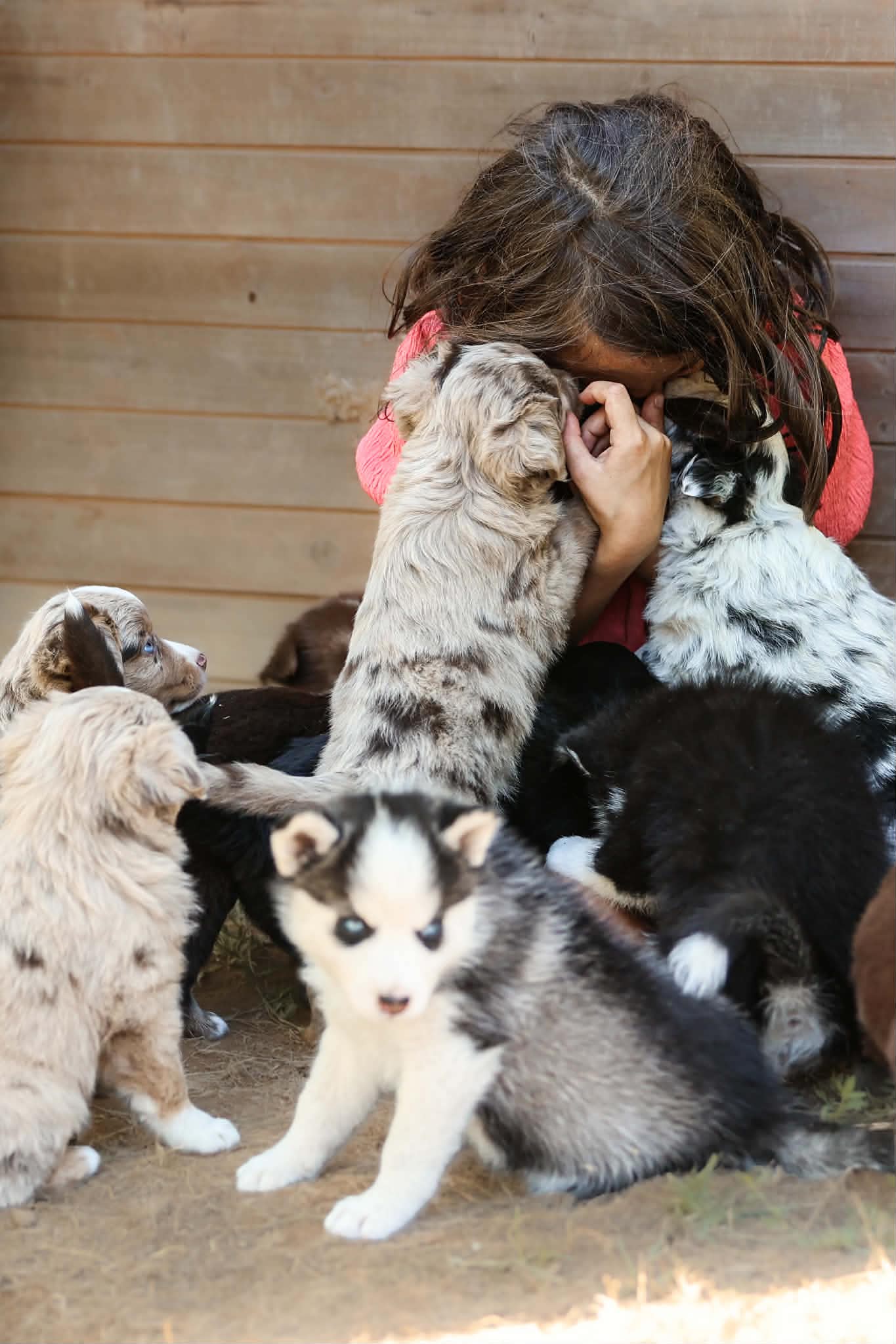 Petite fille avec un chiot de l'élevage des Prairies d'Iloa