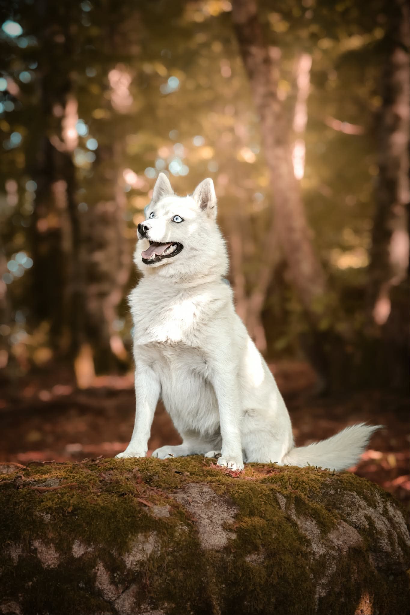 Pomsky blanc F2
