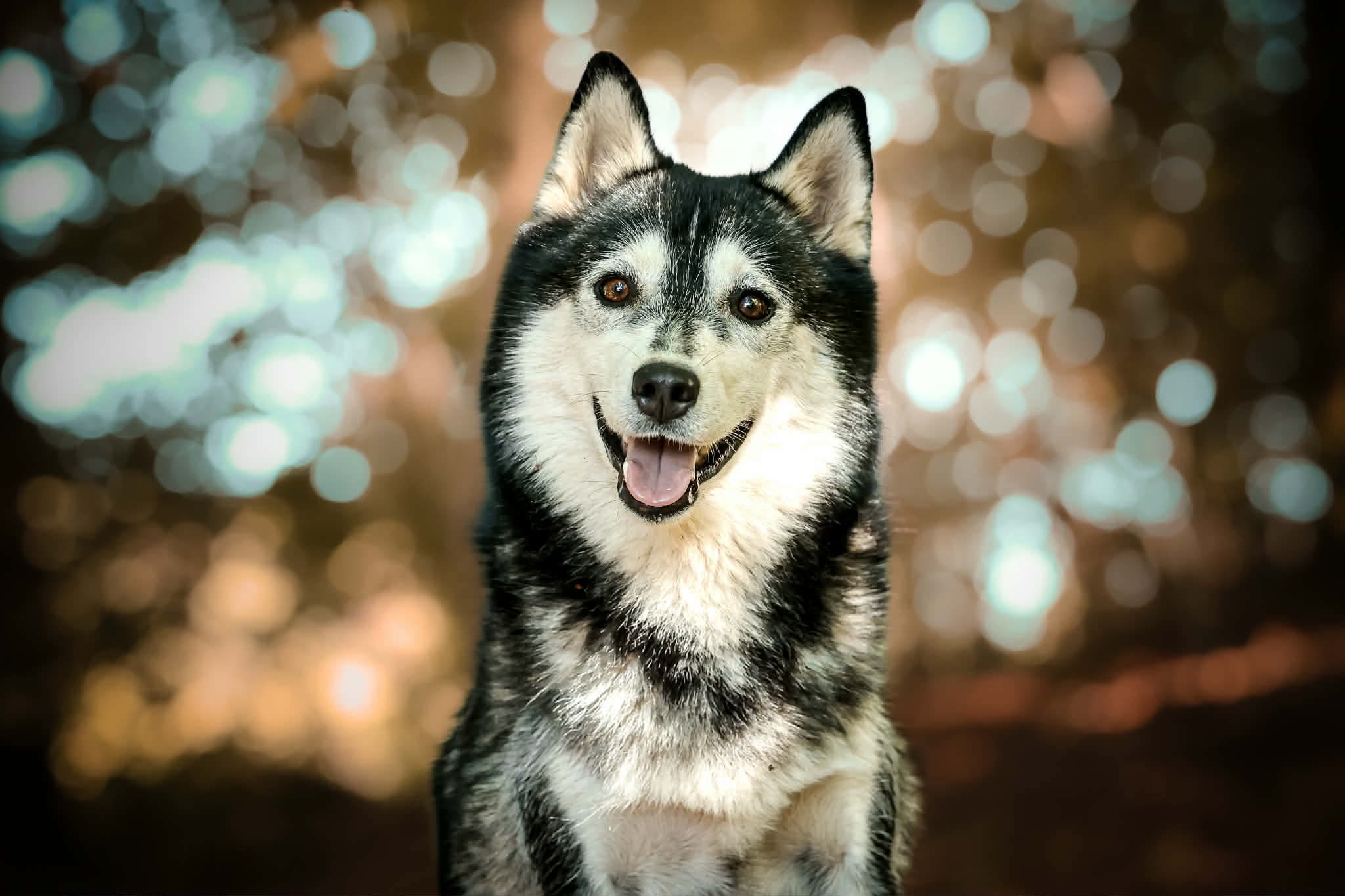 Pomsky de l'élevage des Prairies d'Iloa
